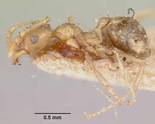 Pheidole spinosa specimen CASENT0103308 image casent0103308_3