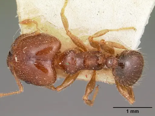 Pheidole spinosa specimen CASENT0104594 image casent0104594_1