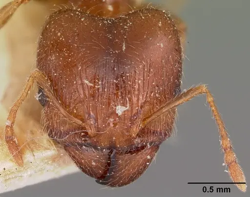 Pheidole spinosa specimen CASENT0104594 image casent0104594_2