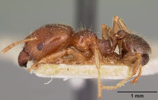 Pheidole spinosa specimen CASENT0104594 image casent0104594_3