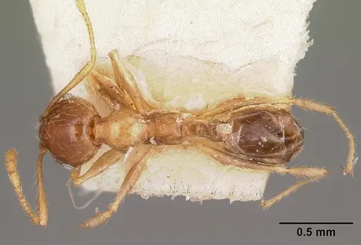 Pheidole spinosa specimen CASENT0104595 image casent0104595_1