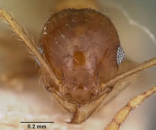Pheidole spinosa specimen CASENT0104595 image casent0104595_2