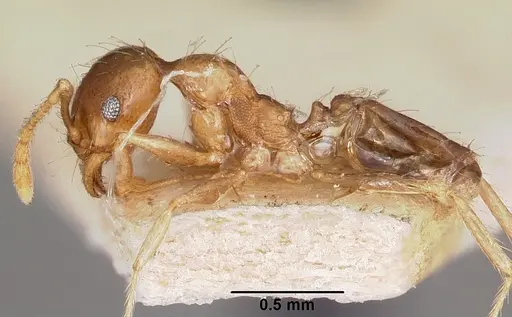 Pheidole spinosa specimen CASENT0104595 image casent0104595_3