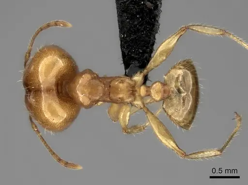 Pheidole spinosa specimen CASENT0107891 image casent0107891_1