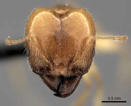 Pheidole spinosa specimen CASENT0107891 image casent0107891_2