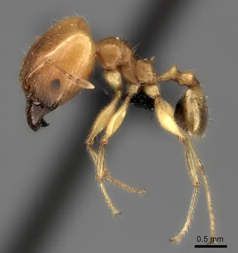Pheidole spinosa specimen CASENT0107891 image casent0107891_3