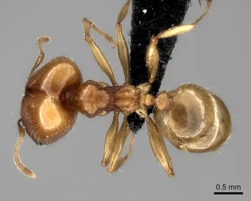 Pheidole spinosa specimen CASENT0109737 image casent0109737_1