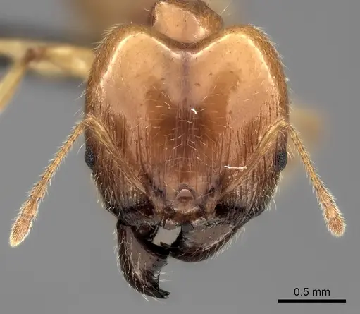 Pheidole spinosa specimen CASENT0109737 image casent0109737_2