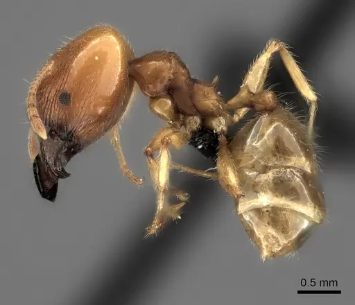 Pheidole spinosa specimen CASENT0109737 image casent0109737_3