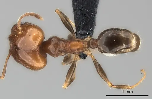 Pheidole spinosa specimen CASENT0110610 image casent0110610_1