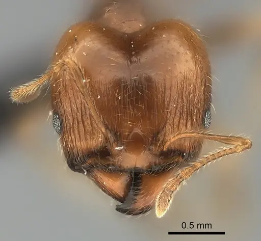 Pheidole spinosa specimen CASENT0110610 image casent0110610_2