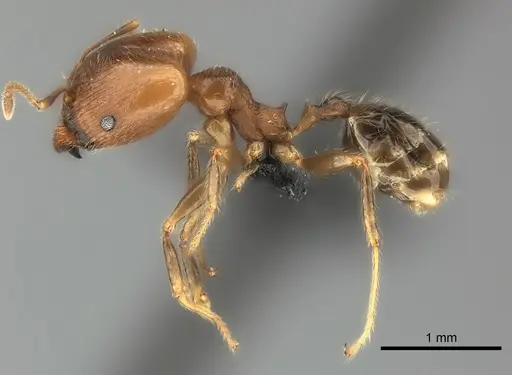 Pheidole spinosa specimen CASENT0110610 image casent0110610_3