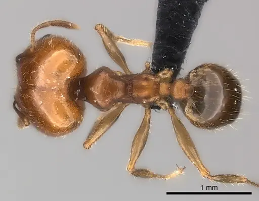 Pheidole spinosa specimen CASENT0120389 image casent0120389_1