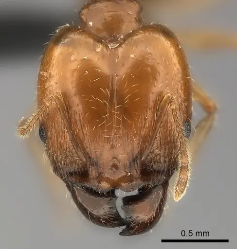 Pheidole spinosa specimen CASENT0120389 image casent0120389_2