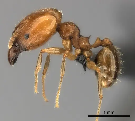 Pheidole spinosa specimen CASENT0120389 image casent0120389_3