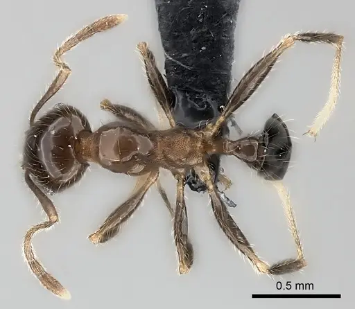 Pheidole spinosa specimen CASENT0120611 image casent0120611_1