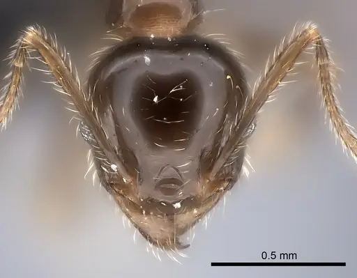 Pheidole spinosa specimen CASENT0120611 image casent0120611_2