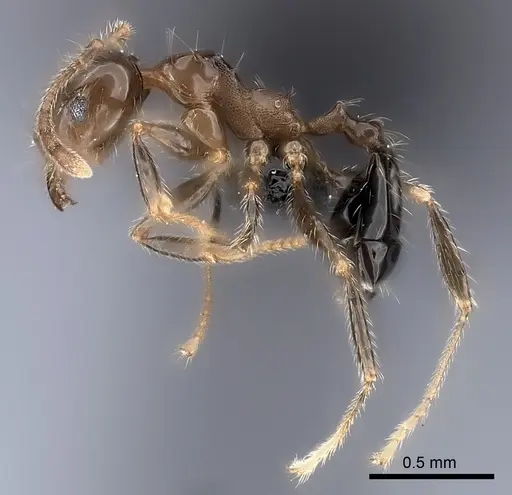 Pheidole spinosa specimen CASENT0120611 image casent0120611_3