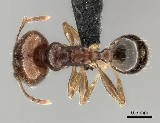Pheidole spinosa specimen CASENT0122716 image casent0122716_1