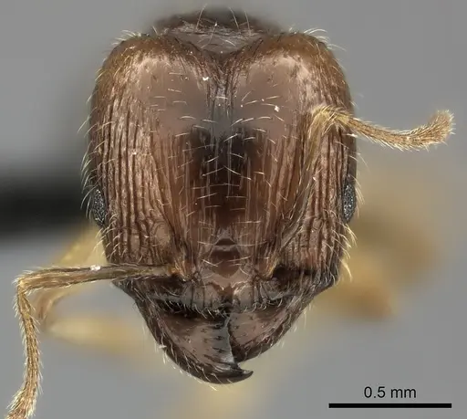 Pheidole spinosa specimen CASENT0122716 image casent0122716_2