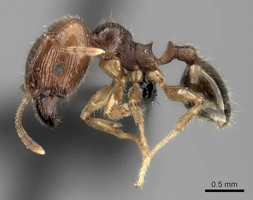 Pheidole spinosa specimen CASENT0122716 image casent0122716_3