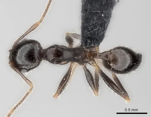 Pheidole spinosa specimen CASENT0124203 image casent0124203_1