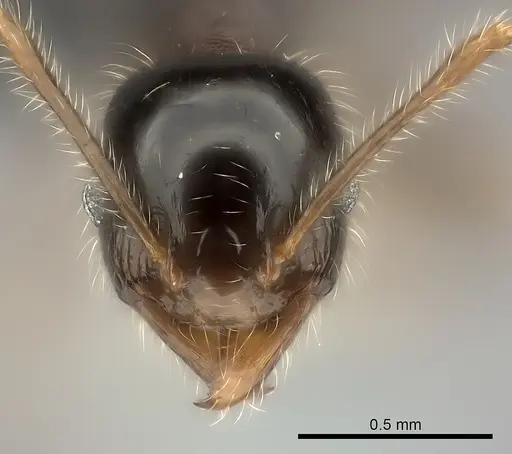 Pheidole spinosa specimen CASENT0124203 image casent0124203_2