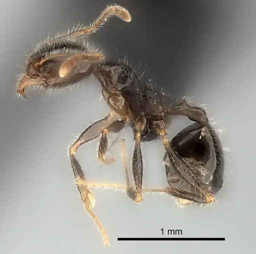 Pheidole spinosa specimen CASENT0124203 image casent0124203_3