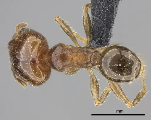 Pheidole spinosa specimen CASENT0124297 image casent0124297_1