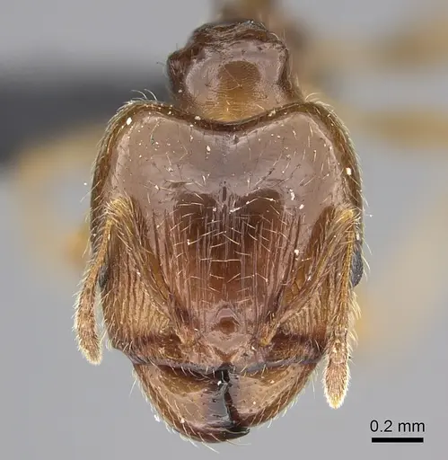 Pheidole spinosa specimen CASENT0124297 image casent0124297_2