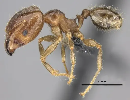 Pheidole spinosa specimen CASENT0124297 image casent0124297_3
