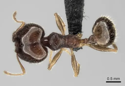 Pheidole spinosa specimen CASENT0128434 image casent0128434_1