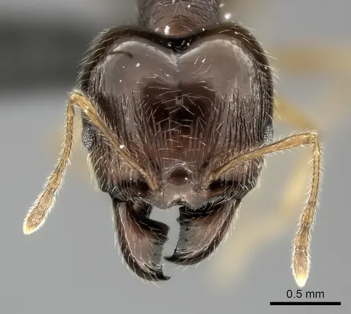 Pheidole spinosa specimen CASENT0128434 image casent0128434_2