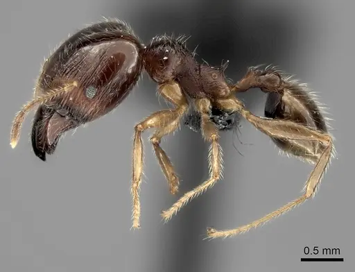 Pheidole spinosa specimen CASENT0128434 image casent0128434_3