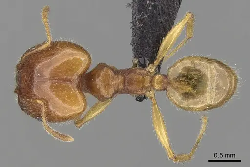 Pheidole spinosa specimen CASENT0132558 image casent0132558_1