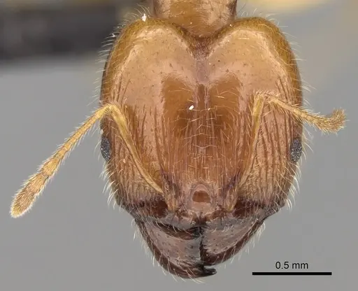 Pheidole spinosa specimen CASENT0132558 image casent0132558_2