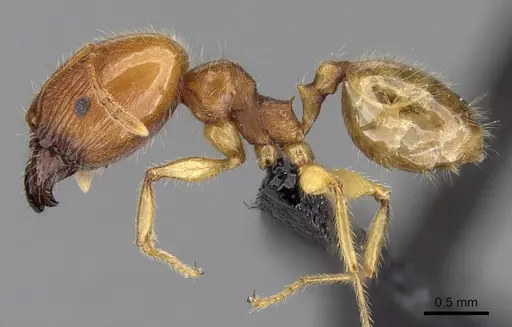 Pheidole spinosa specimen CASENT0132558 image casent0132558_3
