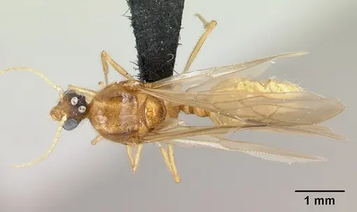 Pheidole spinosa specimen CASENT0132783 image casent0132783_1