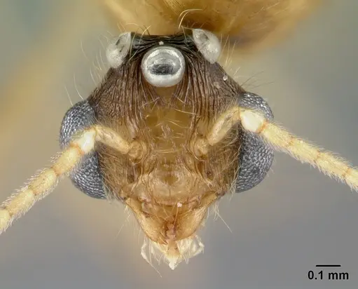 Pheidole spinosa specimen CASENT0132783 image casent0132783_2