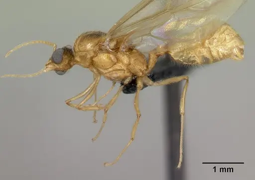 Pheidole spinosa specimen CASENT0132783 image casent0132783_3