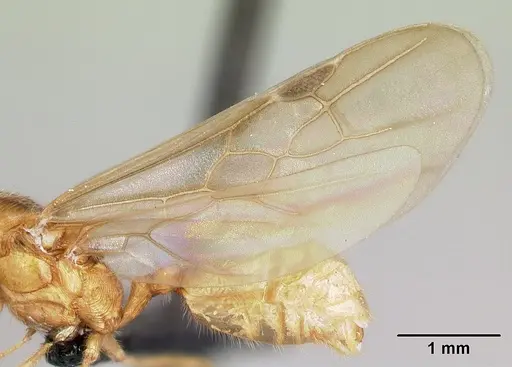 Pheidole spinosa specimen CASENT0132783 image casent0132783_4