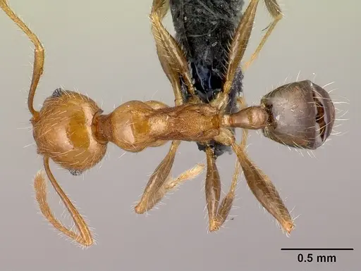 Pheidole spinosa specimen CASENT0132804 image casent0132804_1
