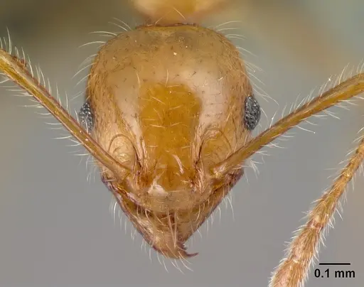 Pheidole spinosa specimen CASENT0132804 image casent0132804_2