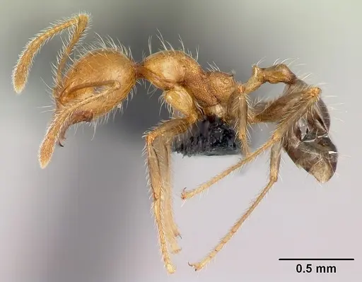 Pheidole spinosa specimen CASENT0132804 image casent0132804_3