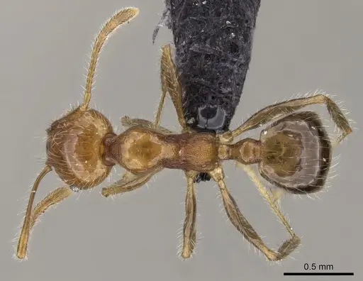 Pheidole spinosa specimen CASENT0133677 image casent0133677_1