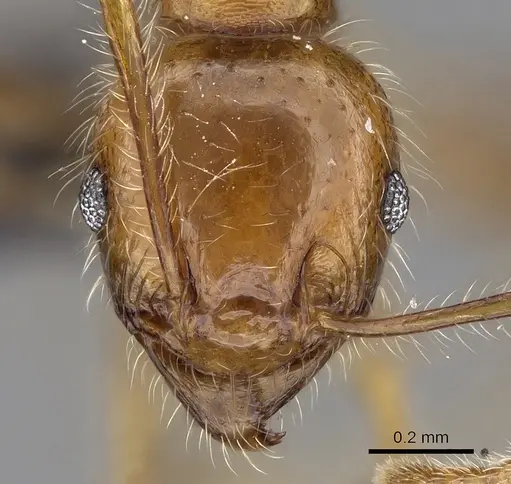 Pheidole spinosa specimen CASENT0133677 image casent0133677_2