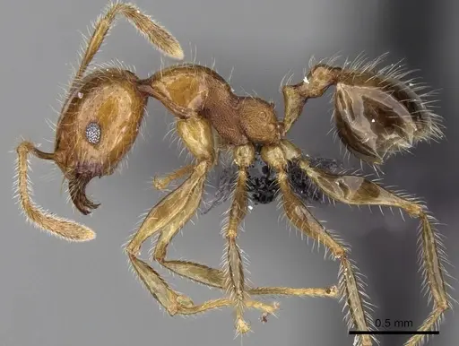 Pheidole spinosa specimen CASENT0133677 image casent0133677_3