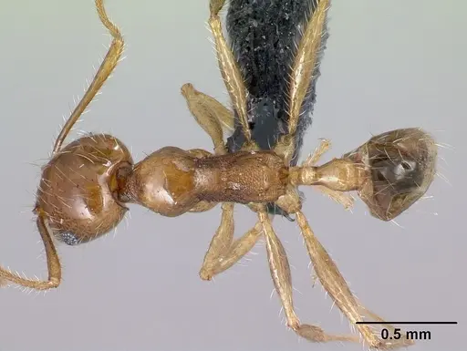 Pheidole spinosa specimen CASENT0134919 image casent0134919_1