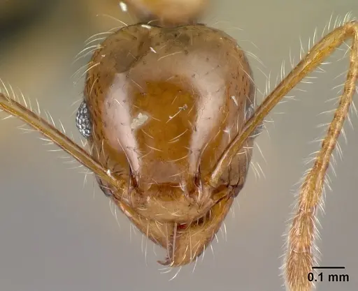 Pheidole spinosa specimen CASENT0134919 image casent0134919_2