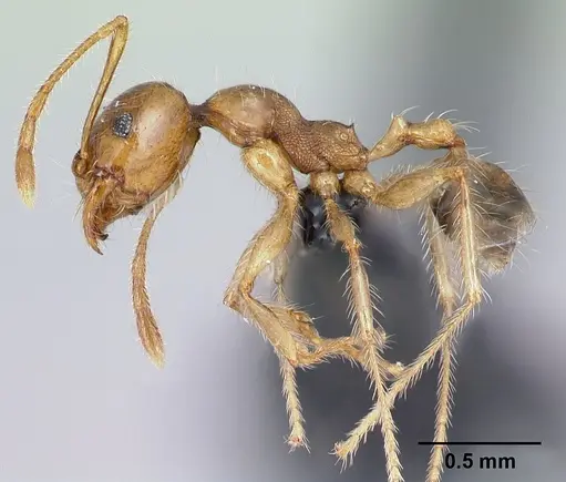Pheidole spinosa specimen CASENT0134919 image casent0134919_3